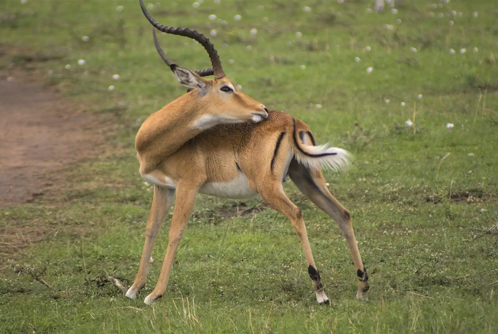 A gazelle nibbles its flank, from Maasai Mara Safari and a Maasai Village, Ololaimutia, Kenya - 5th November 2010