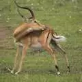 A gazelle nibbles its flank, Maasai Mara Safari and a Maasai Village, Ololaimutia, Kenya - 5th November 2010