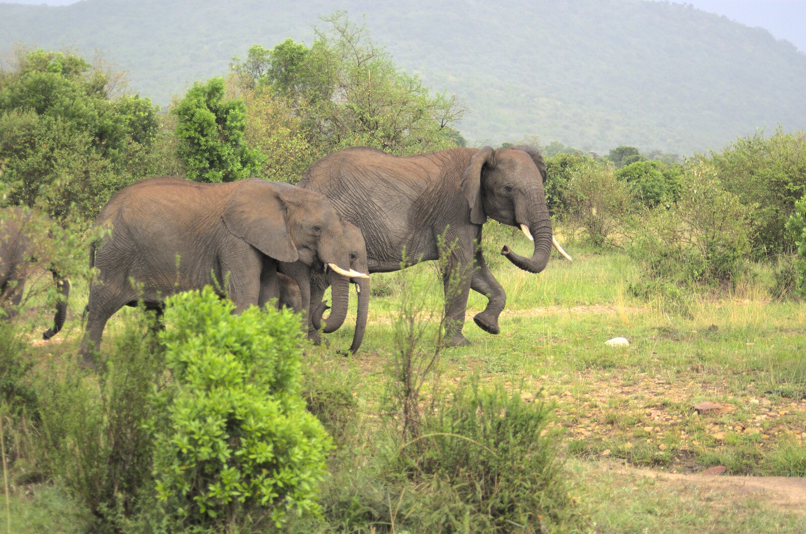 Maasai Mara Safari and a Maasai Village, Ololaimutia, Kenya - 5th November 2010: Elephants with a baby in tow