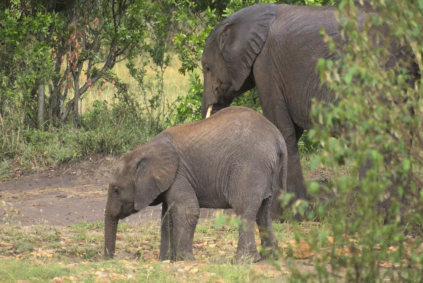 Another young elephant, from Maasai Mara Safari and a Maasai Village, Ololaimutia, Kenya - 5th November 2010