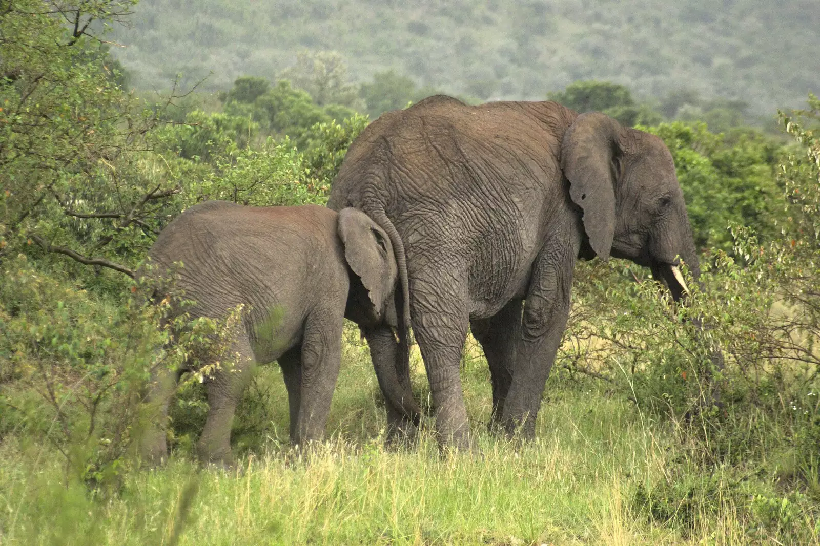 A baby elephant head-butts its mother, from Maasai Mara Safari and a Maasai Village, Ololaimutia, Kenya - 5th November 2010