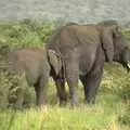 A baby elephant head-butts its mother, Maasai Mara Safari and a Maasai Village, Ololaimutia, Kenya - 5th November 2010