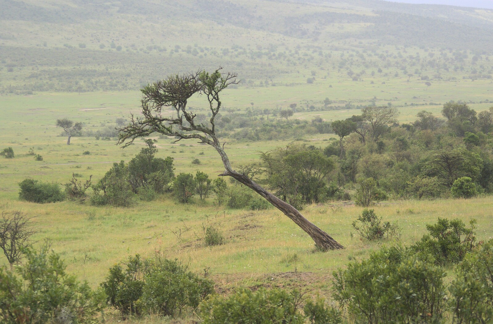 Maasai Mara Safari and a Maasai Village, Ololaimutia, Kenya - 5th November 2010: A leaning tree