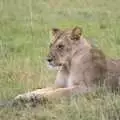 A lioness lounges about, Maasai Mara Safari and a Maasai Village, Ololaimutia, Kenya - 5th November 2010