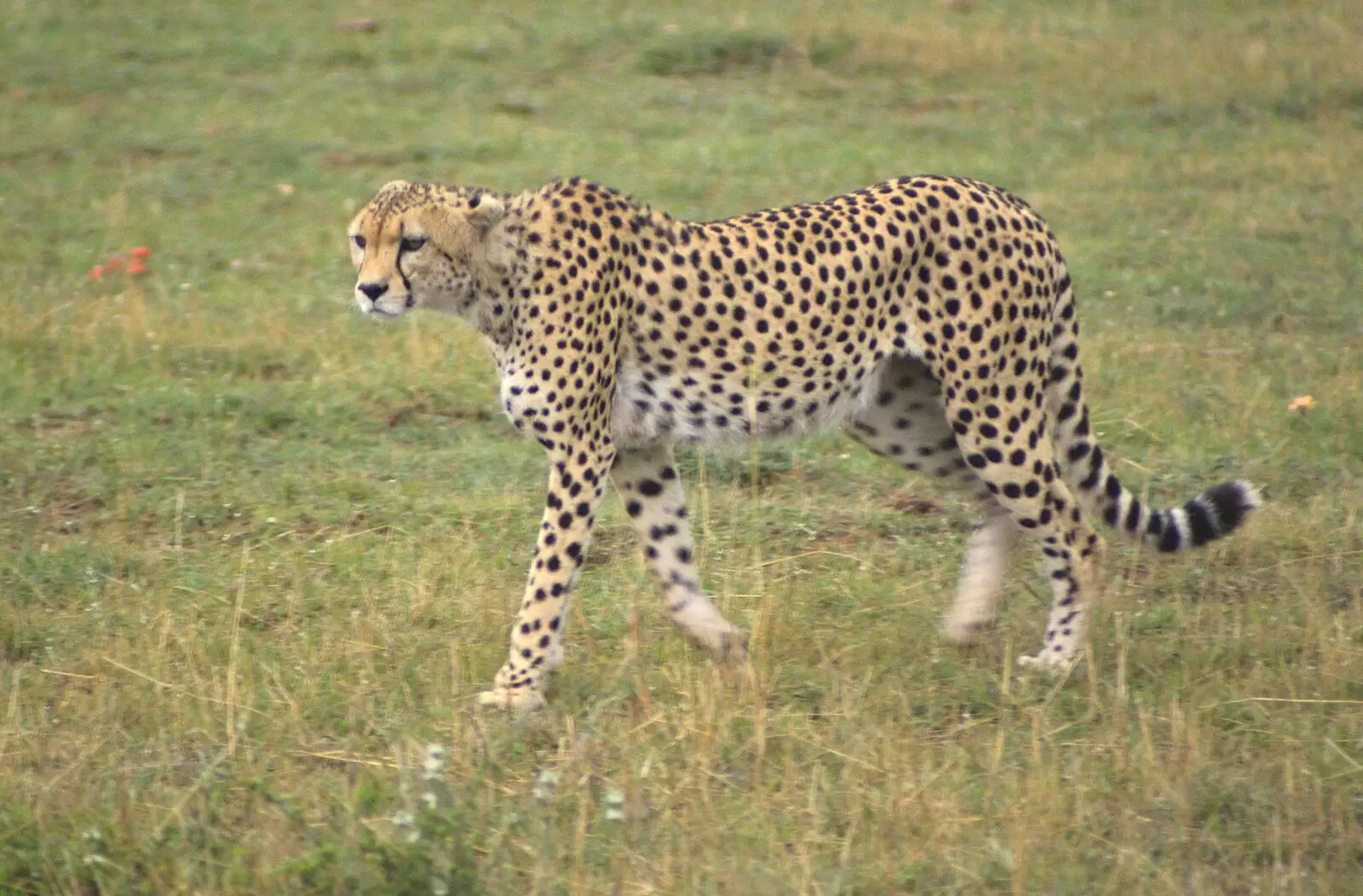 A cheetah prowls, from Maasai Mara Safari and a Maasai Village, Ololaimutia, Kenya - 5th November 2010