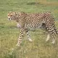 A cheetah prowls, Maasai Mara Safari and a Maasai Village, Ololaimutia, Kenya - 5th November 2010