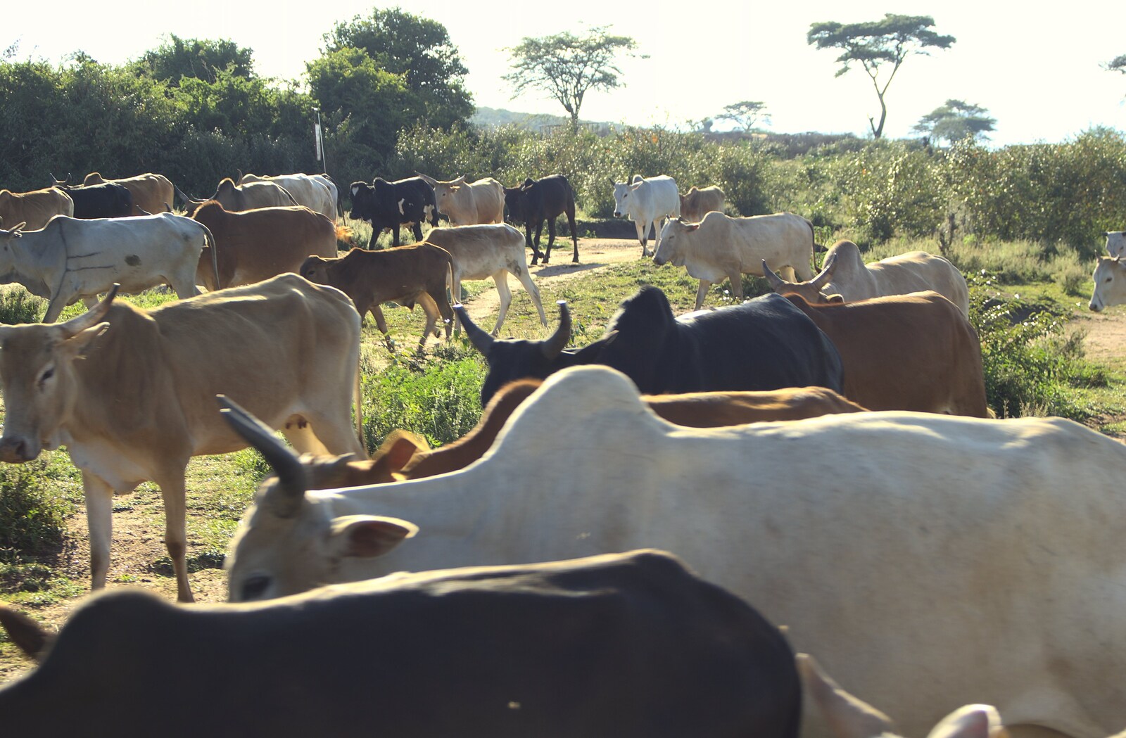 Cows are being herded from Maasai Mara Safari and a Maasai Village, Ololaimutia, Kenya - 5th November 2010