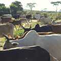 Cows are being herded, Maasai Mara Safari and a Maasai Village, Ololaimutia, Kenya - 5th November 2010