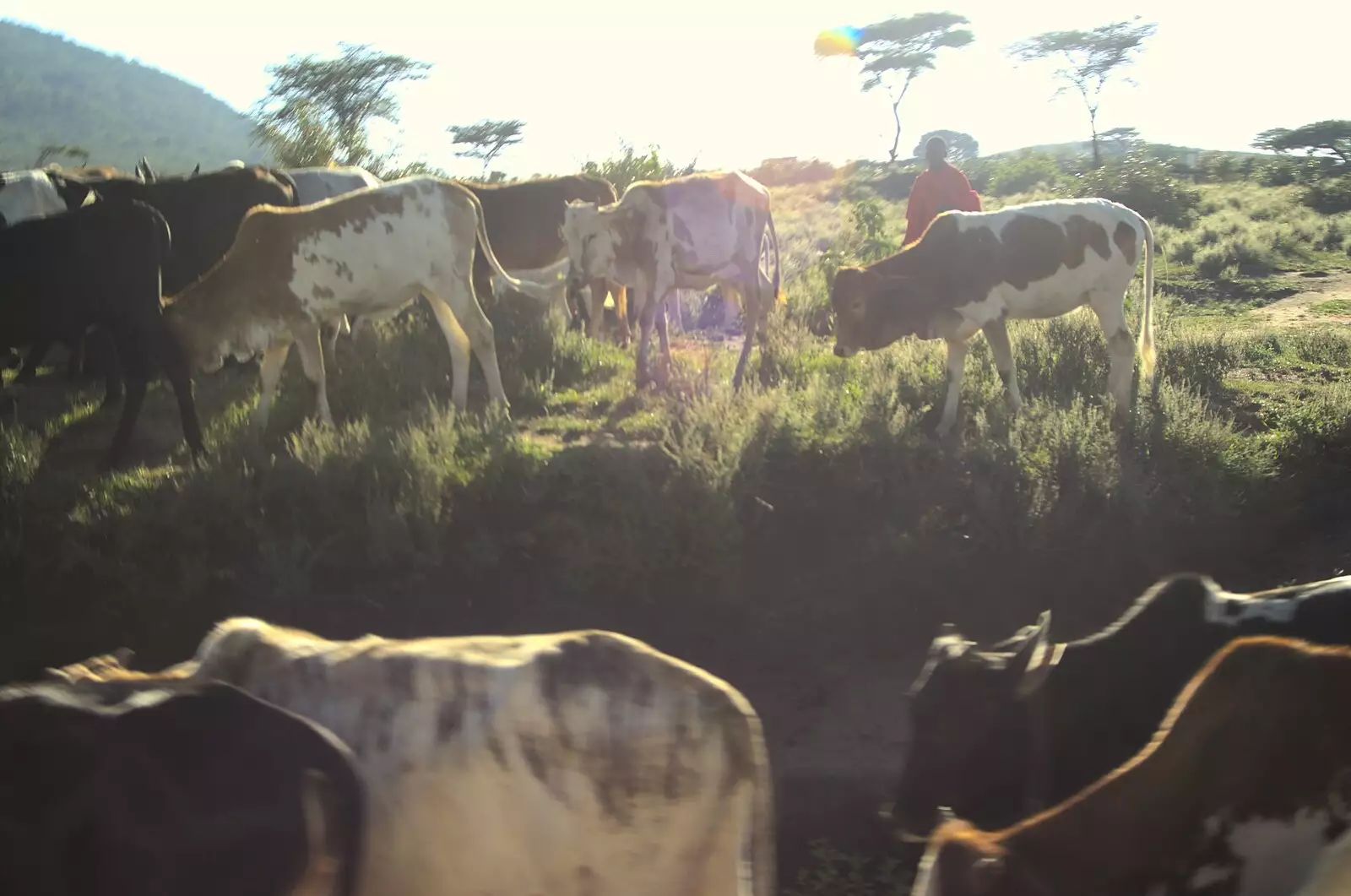 Next morning, cows mill around, from Maasai Mara Safari and a Maasai Village, Ololaimutia, Kenya - 5th November 2010