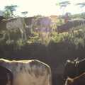 Next morning, cows mill around, Maasai Mara Safari and a Maasai Village, Ololaimutia, Kenya - 5th November 2010