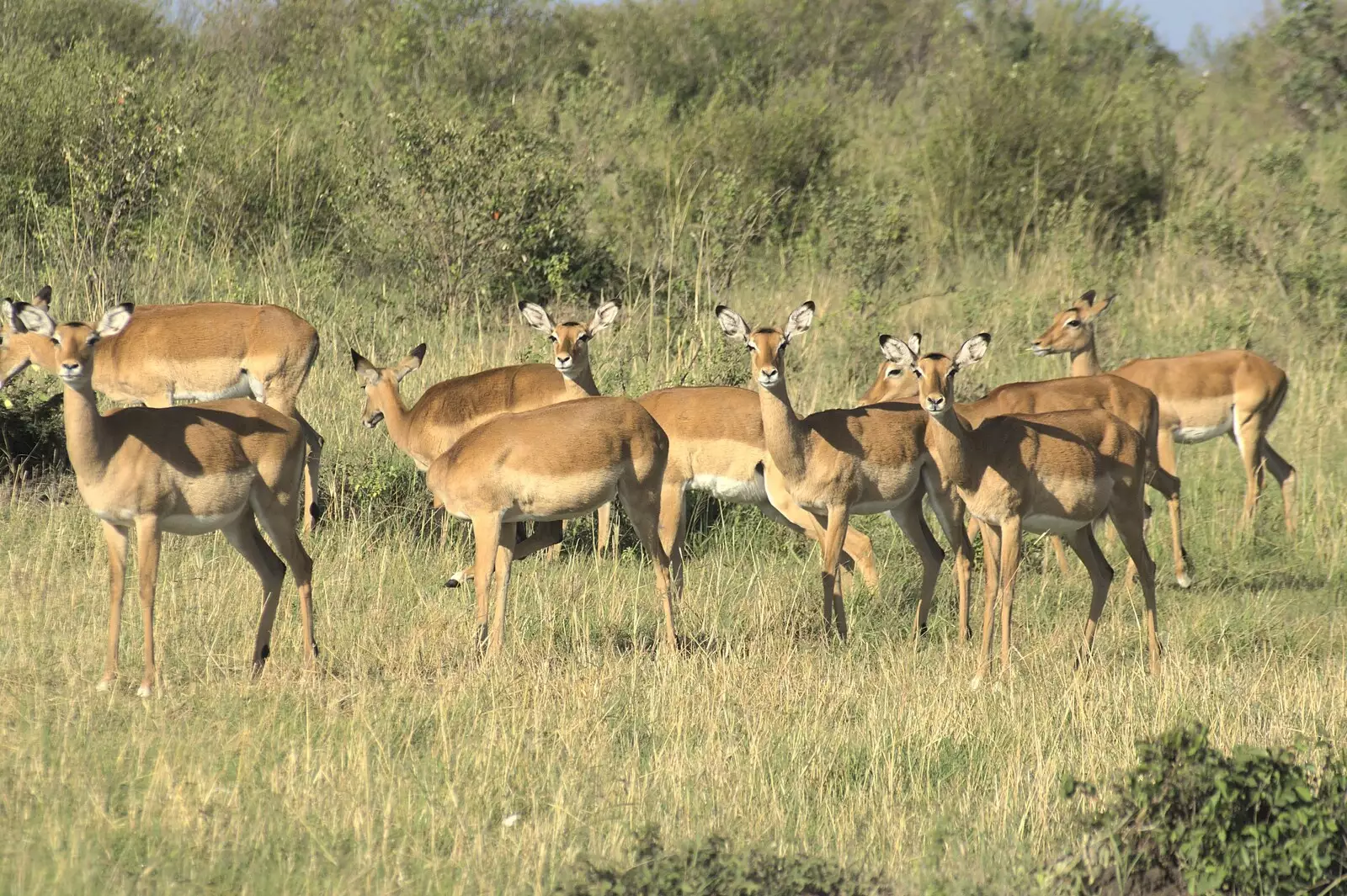 A group of gazelle watch us warily, from Maasai Mara Safari and a Maasai Village, Ololaimutia, Kenya - 5th November 2010