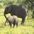 The elephants seem to be sharing a joke, Maasai Mara Safari and a Maasai Village, Ololaimutia, Kenya - 5th November 2010