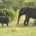 The baby elephant walk, Maasai Mara Safari and a Maasai Village, Ololaimutia, Kenya - 5th November 2010