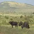 Close up to the Wildebeest, Maasai Mara Safari and a Maasai Village, Ololaimutia, Kenya - 5th November 2010