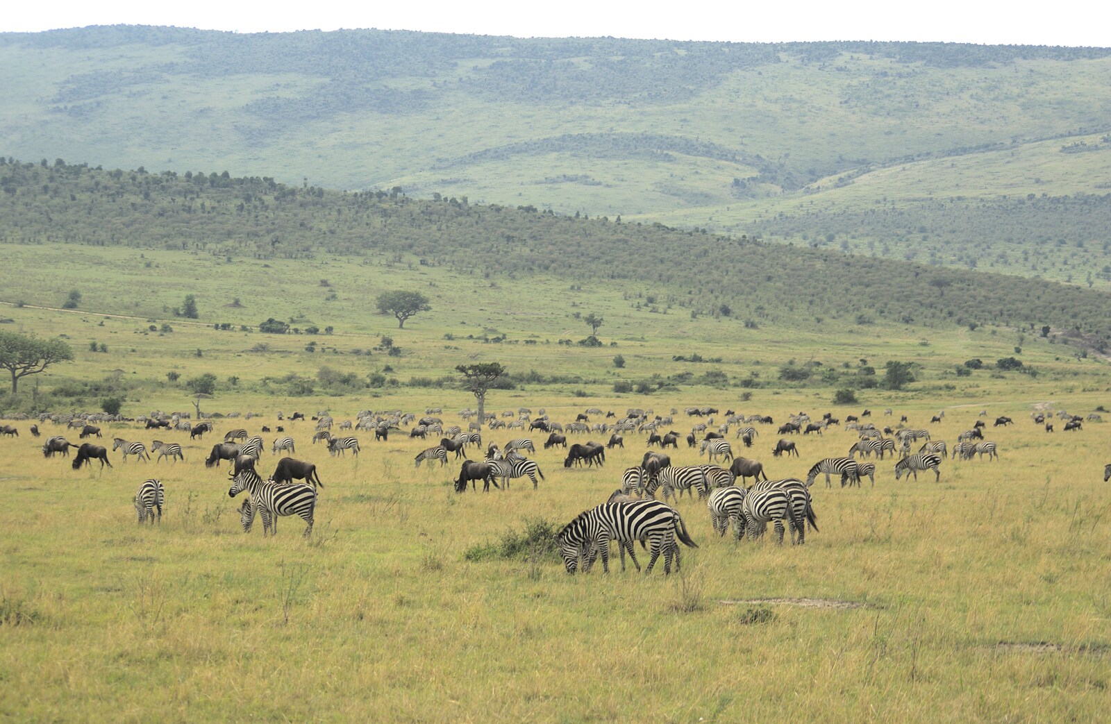 Maasai Mara Safari and a Maasai Village, Ololaimutia, Kenya - 5th November 2010: A mixed herd of wildebeest and zebra