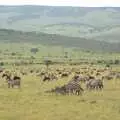 A mixed herd of wildebeest and zebra, Maasai Mara Safari and a Maasai Village, Ololaimutia, Kenya - 5th November 2010