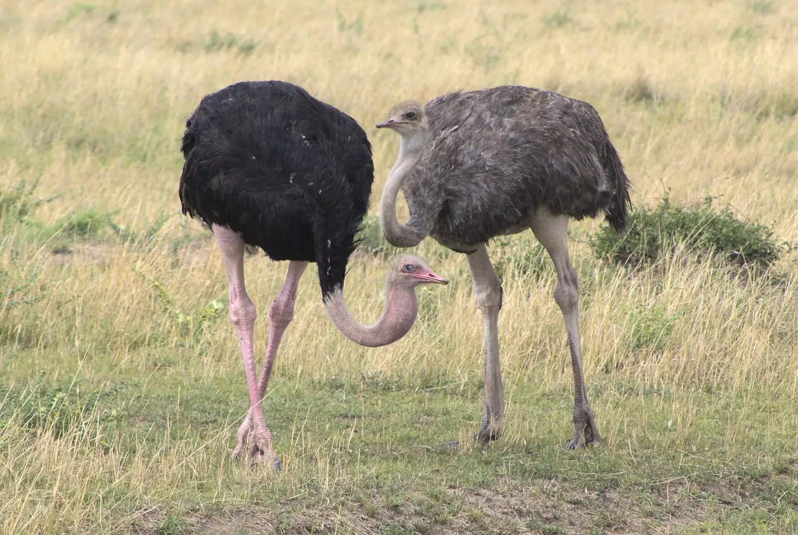 An ostrich with a juvenile, from Maasai Mara Safari and a Maasai Village, Ololaimutia, Kenya - 5th November 2010