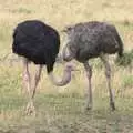 An ostrich with a juvenile, Maasai Mara Safari and a Maasai Village, Ololaimutia, Kenya - 5th November 2010