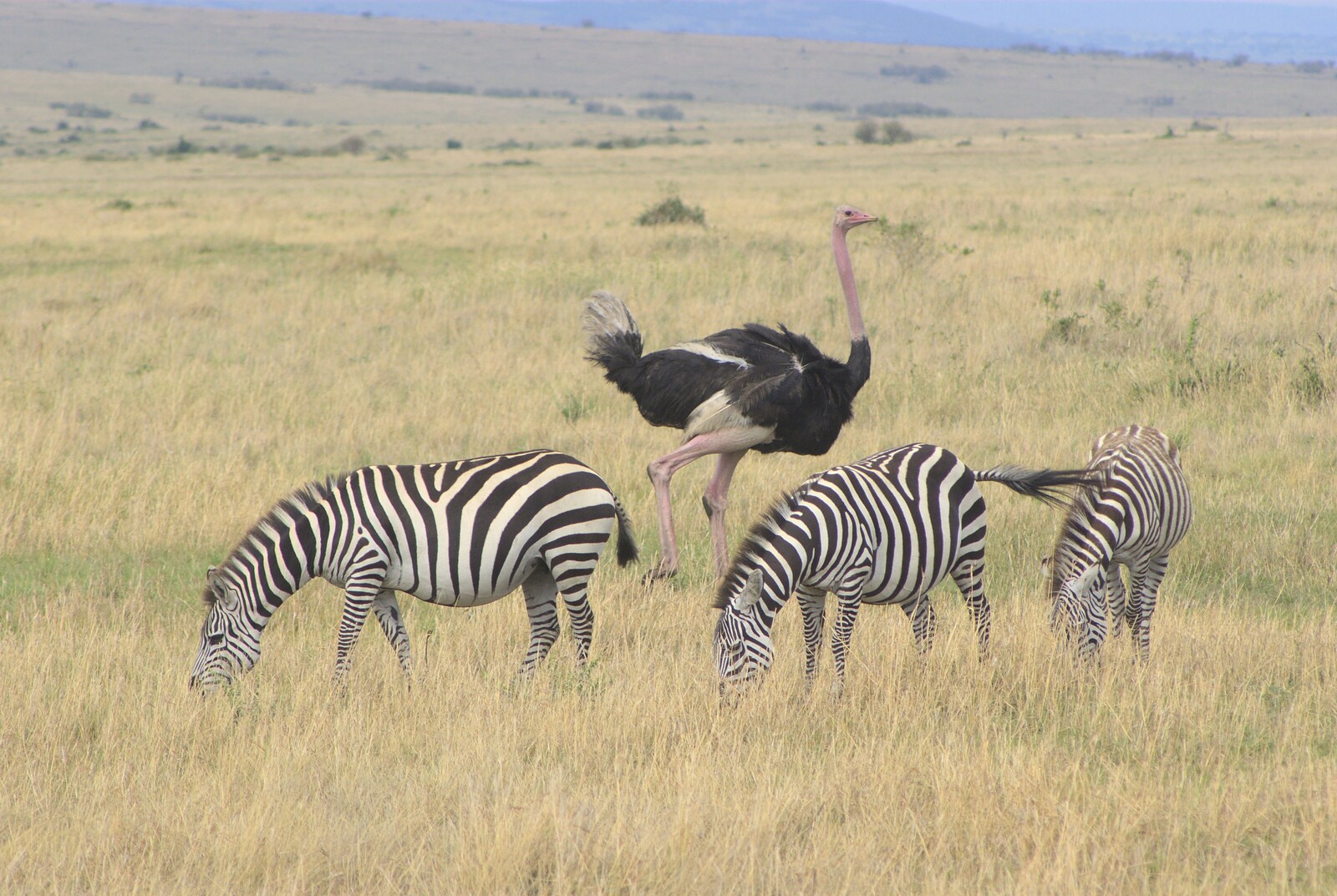 Maasai Mara Safari and a Maasai Village, Ololaimutia, Kenya - 5th November 2010: Zebra and ostrich
