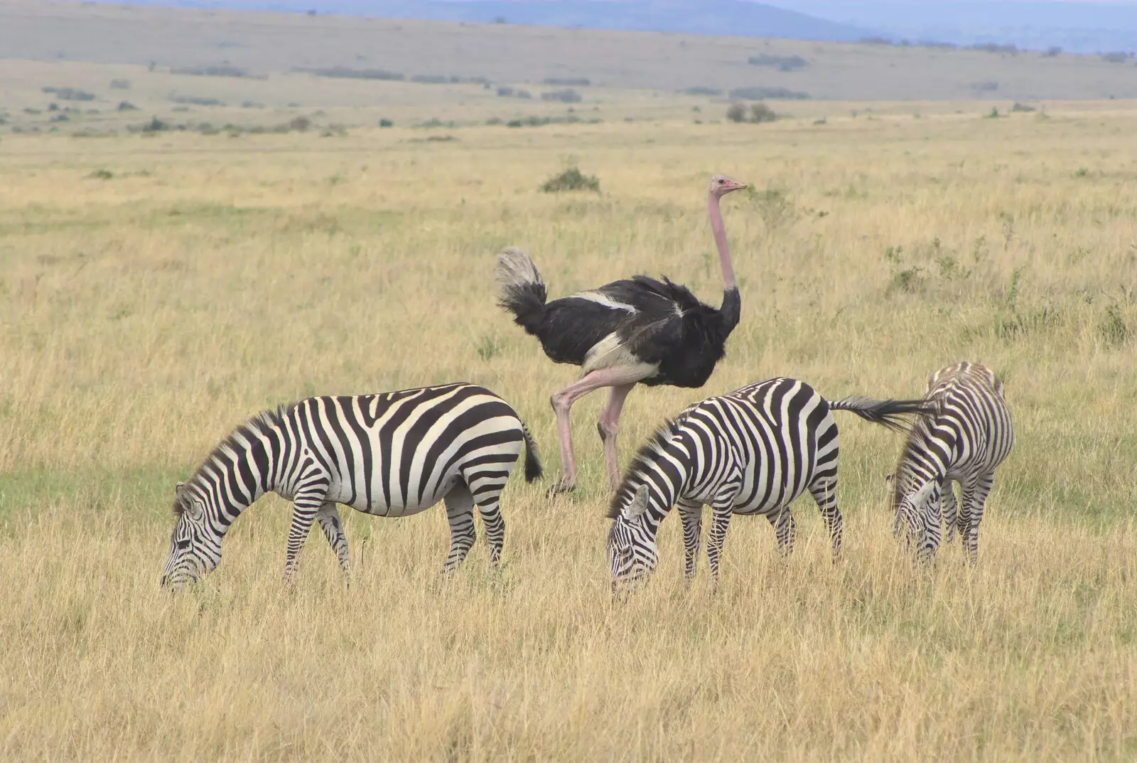 Zebra and ostrich, from Maasai Mara Safari and a Maasai Village, Ololaimutia, Kenya - 5th November 2010