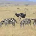 Zebra and ostrich, Maasai Mara Safari and a Maasai Village, Ololaimutia, Kenya - 5th November 2010