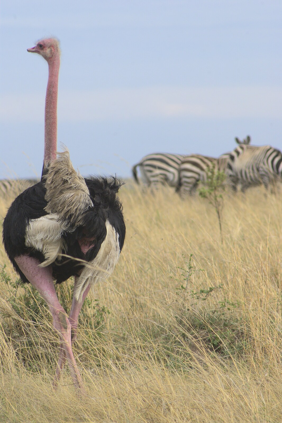 An ostrich: frankly ludicrous from Maasai Mara Safari and a Maasai Village, Ololaimutia, Kenya - 5th November 2010