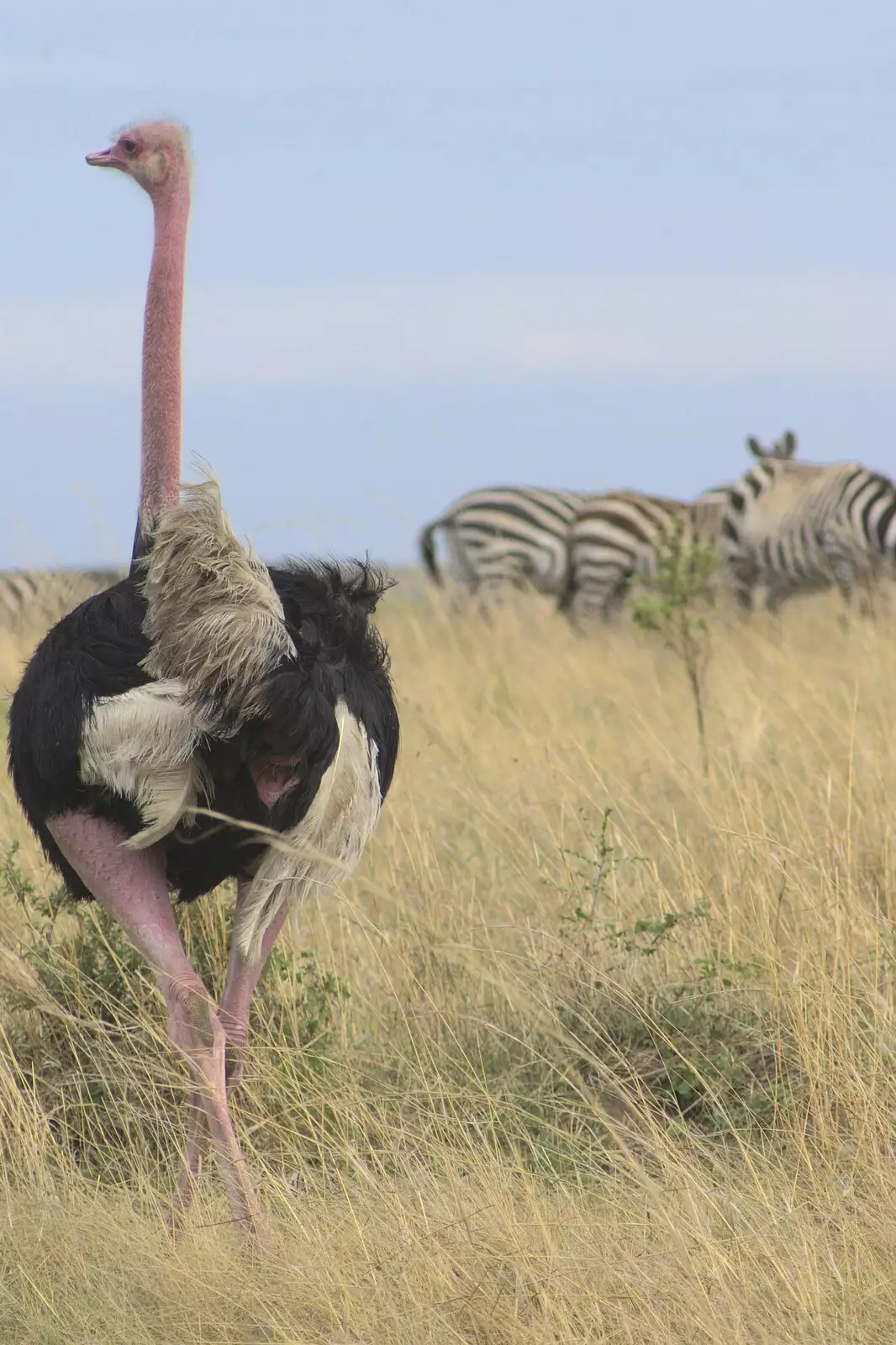 An ostrich: frankly ludicrous, from Maasai Mara Safari and a Maasai Village, Ololaimutia, Kenya - 5th November 2010