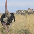 An ostrich: frankly ludicrous, Maasai Mara Safari and a Maasai Village, Ololaimutia, Kenya - 5th November 2010
