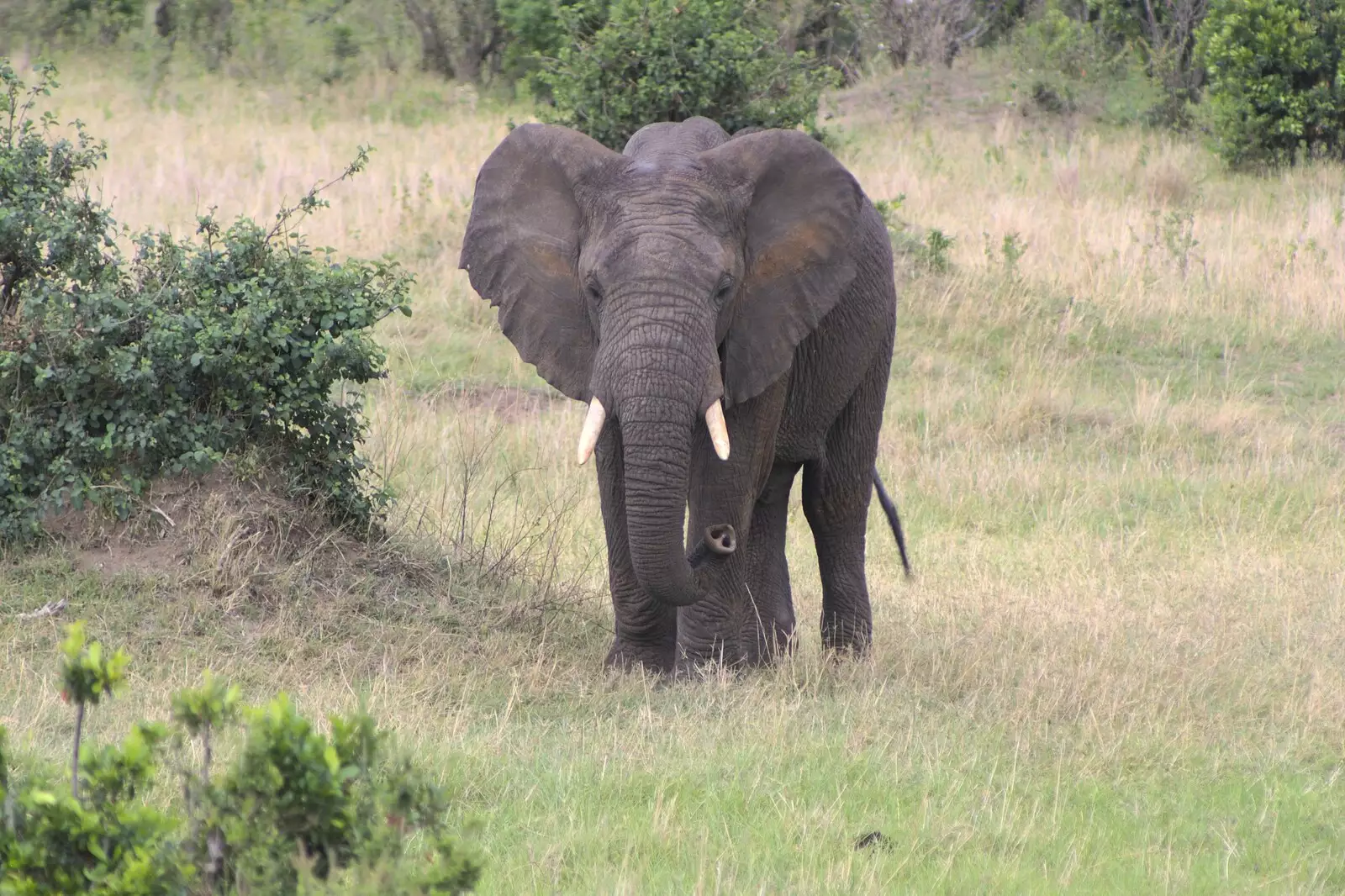 Another baby elephant, from Maasai Mara Safari and a Maasai Village, Ololaimutia, Kenya - 5th November 2010