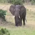 Another baby elephant, Maasai Mara Safari and a Maasai Village, Ololaimutia, Kenya - 5th November 2010