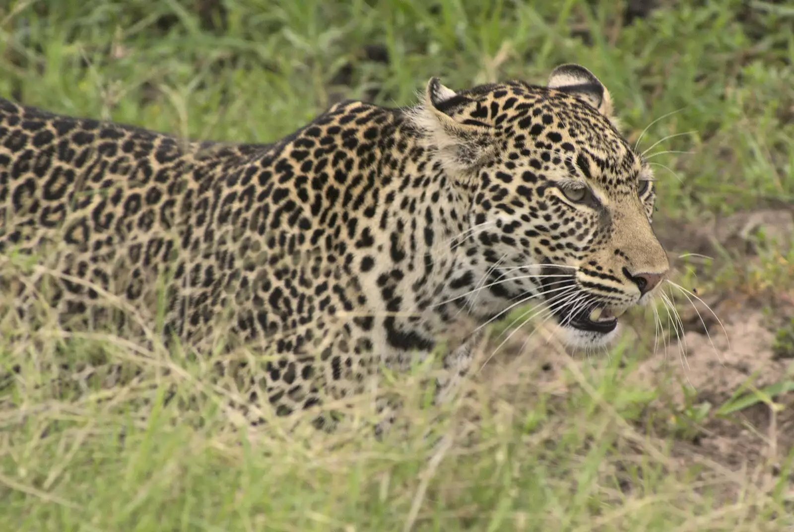 A leopard stalks some prey, about two metres away, from Maasai Mara Safari and a Maasai Village, Ololaimutia, Kenya - 5th November 2010