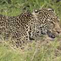 A leopard stalks some prey, about two metres away, Maasai Mara Safari and a Maasai Village, Ololaimutia, Kenya - 5th November 2010