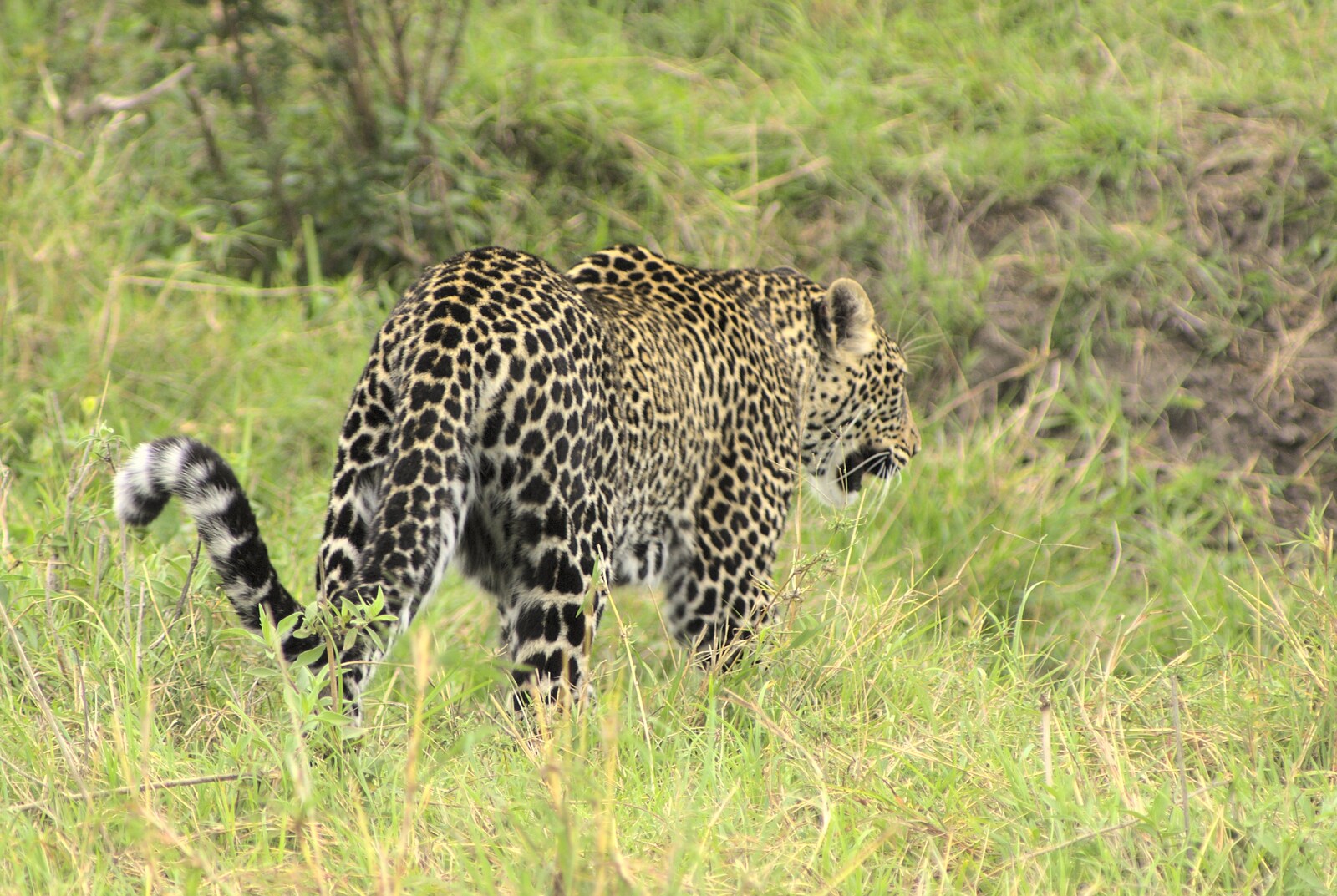Maasai Mara Safari and a Maasai Village, Ololaimutia, Kenya - 5th November 2010: Leopard in action