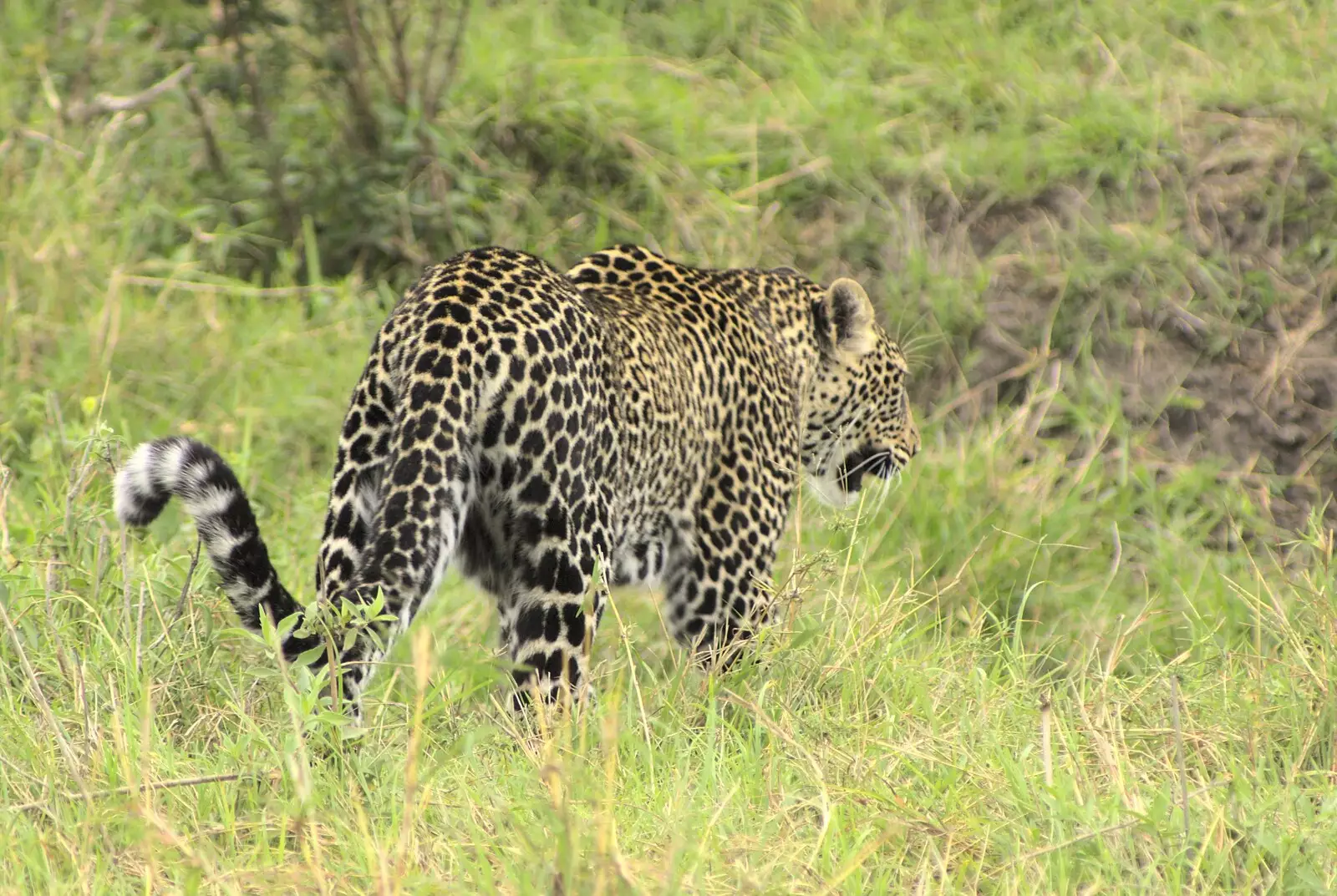 Leopard in action, from Maasai Mara Safari and a Maasai Village, Ololaimutia, Kenya - 5th November 2010