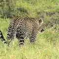 Leopard in action, Maasai Mara Safari and a Maasai Village, Ololaimutia, Kenya - 5th November 2010