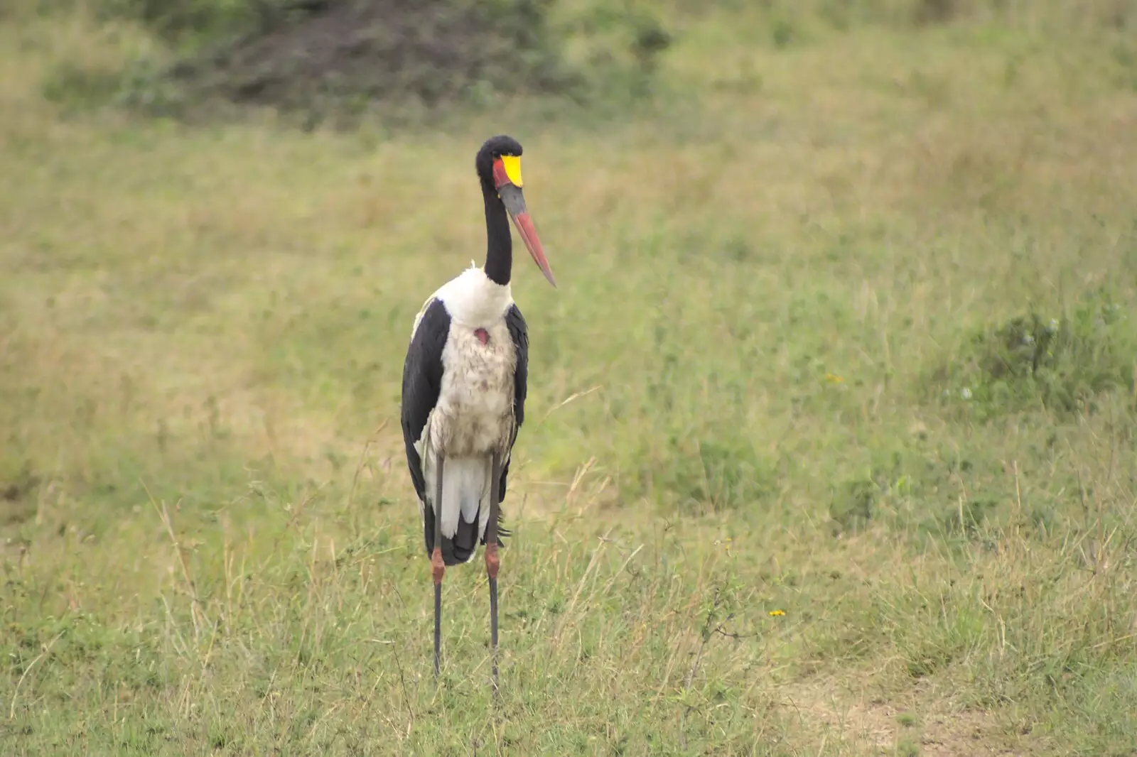 A secretary bird, from Maasai Mara Safari and a Maasai Village, Ololaimutia, Kenya - 5th November 2010