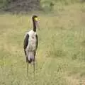 A secretary bird, Maasai Mara Safari and a Maasai Village, Ololaimutia, Kenya - 5th November 2010