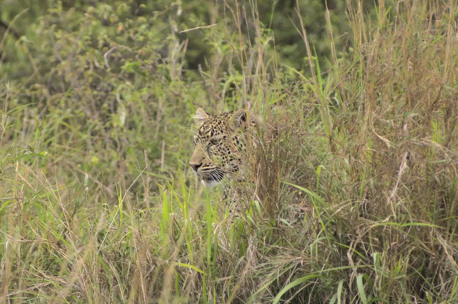 A leopard lurks in the grass, from Maasai Mara Safari and a Maasai Village, Ololaimutia, Kenya - 5th November 2010