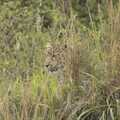 A leopard lurks in the grass, Maasai Mara Safari and a Maasai Village, Ololaimutia, Kenya - 5th November 2010