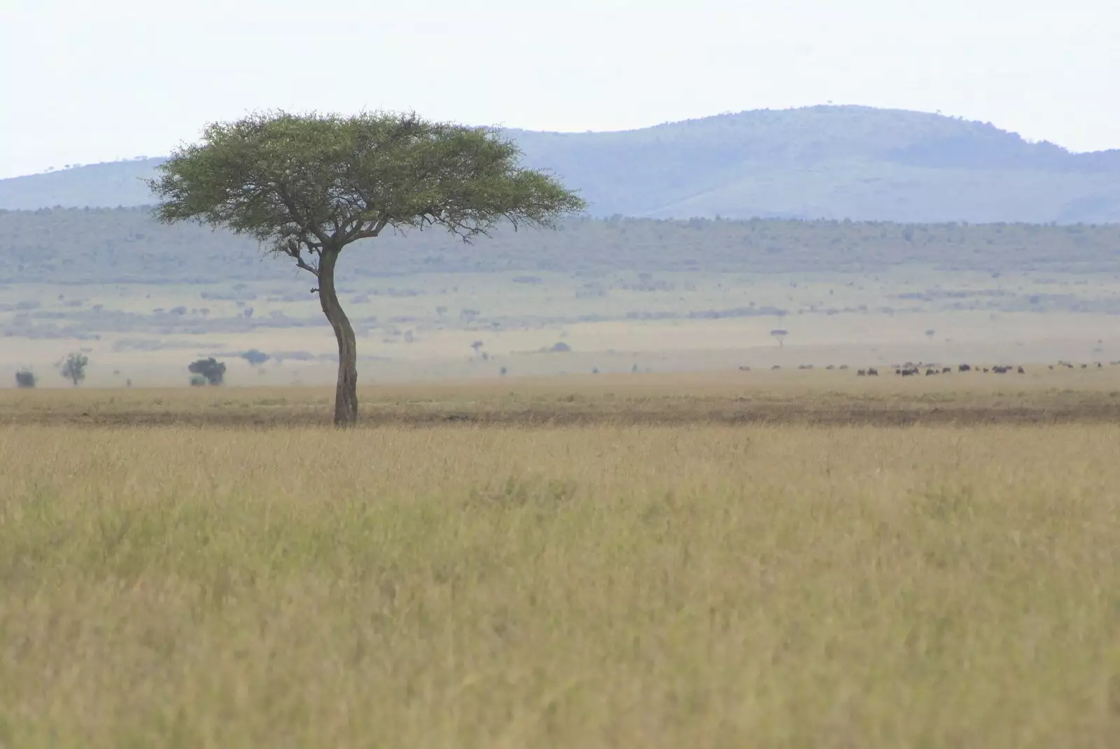 A classic Mara lonely tree, from Maasai Mara Safari and a Maasai Village, Ololaimutia, Kenya - 5th November 2010