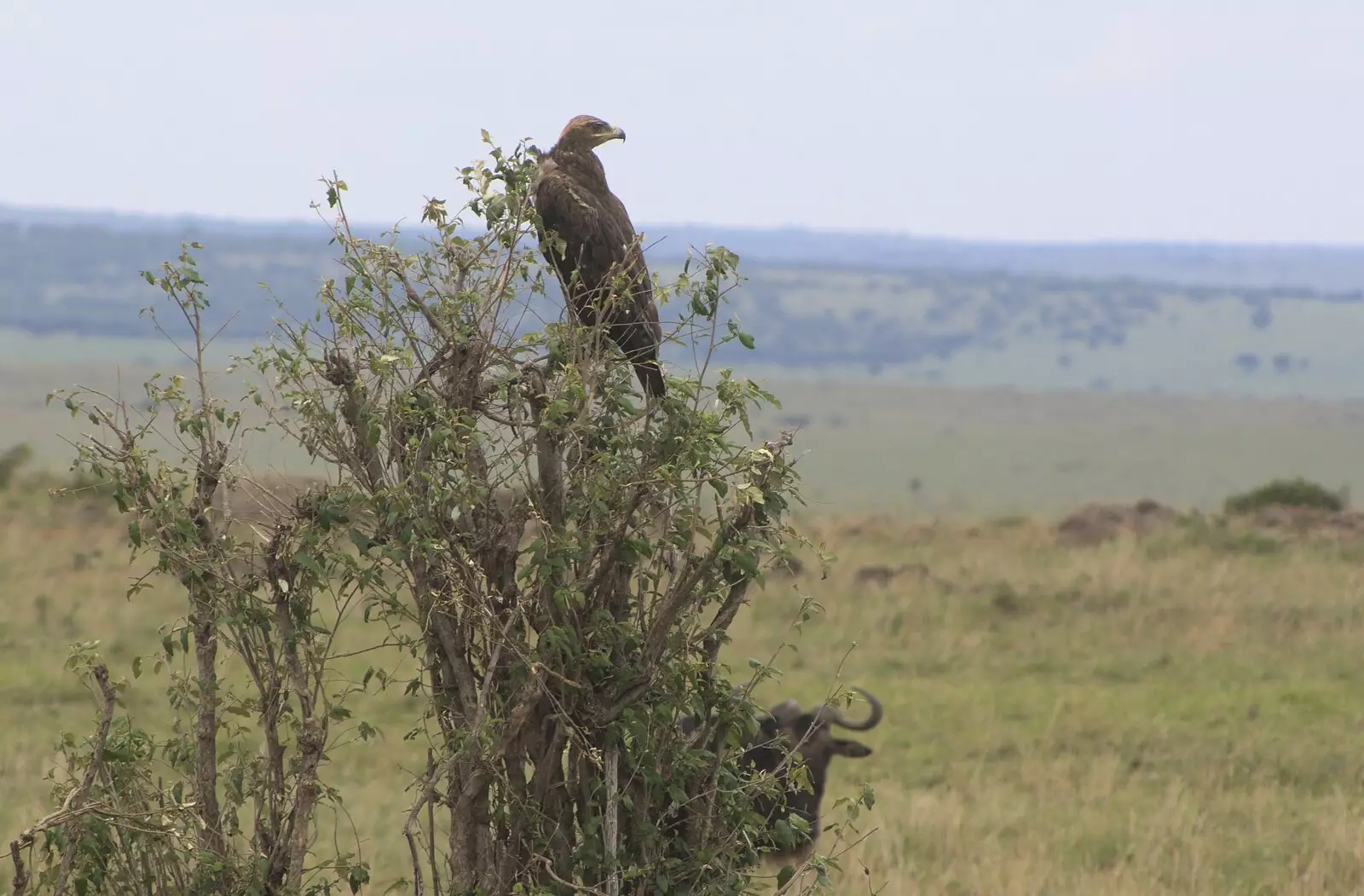 An eagle observes from the top of a tree, from Maasai Mara Safari and a Maasai Village, Ololaimutia, Kenya - 5th November 2010