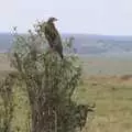 An eagle observes from the top of a tree, Maasai Mara Safari and a Maasai Village, Ololaimutia, Kenya - 5th November 2010