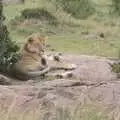 A lion lazes on a rock, Maasai Mara Safari and a Maasai Village, Ololaimutia, Kenya - 5th November 2010