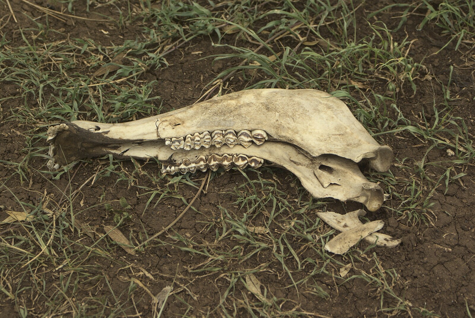 Maasai Mara Safari and a Maasai Village, Ololaimutia, Kenya - 5th November 2010: A ruminant's lower jaw bone