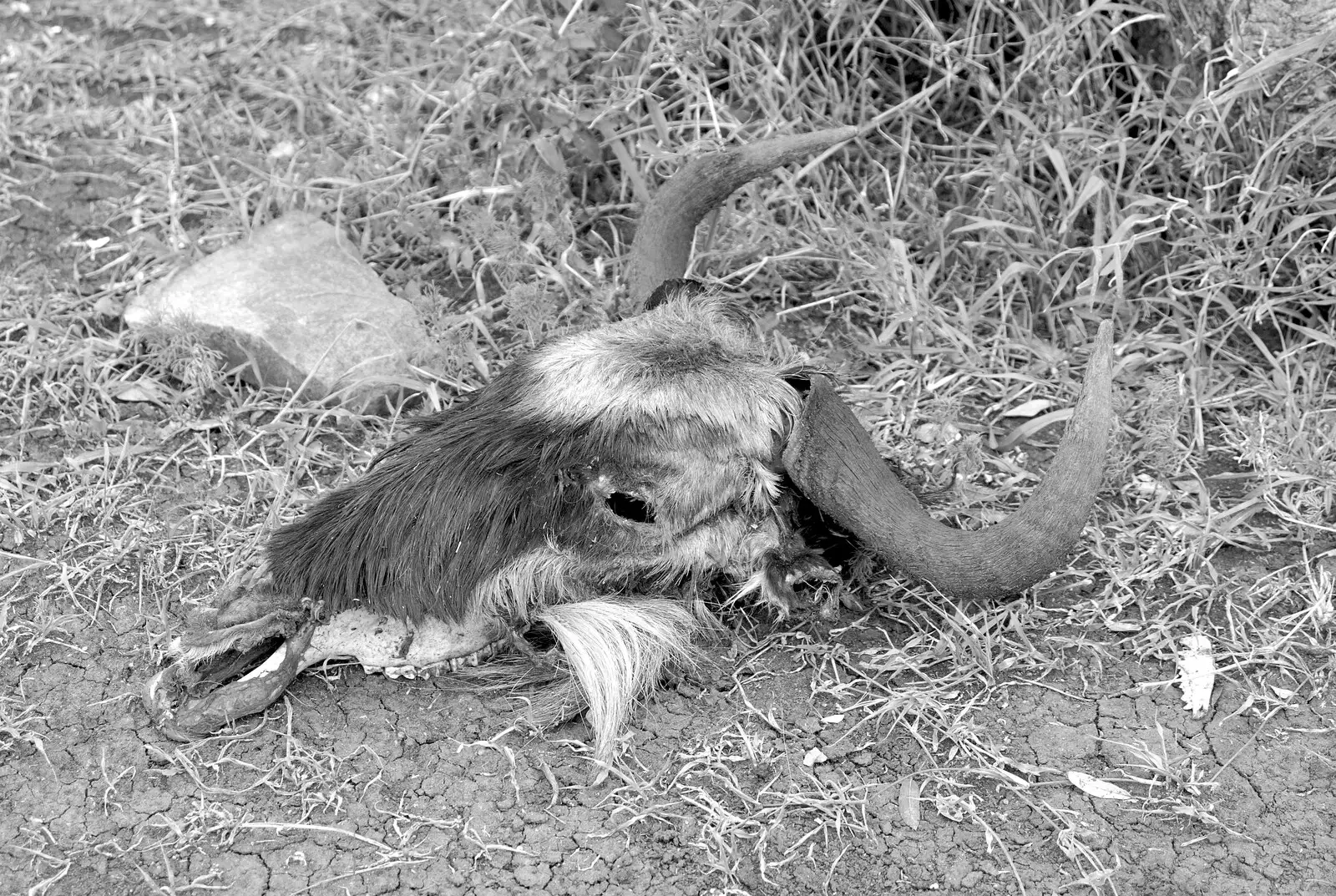 The skull of a wildebeest, hair still attached, from Maasai Mara Safari and a Maasai Village, Ololaimutia, Kenya - 5th November 2010