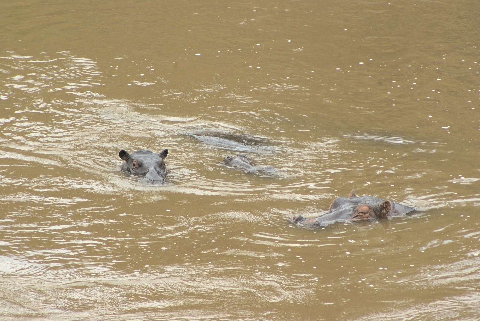 Hippos in the river from Maasai Mara Safari and a Maasai Village, Ololaimutia, Kenya - 5th November 2010