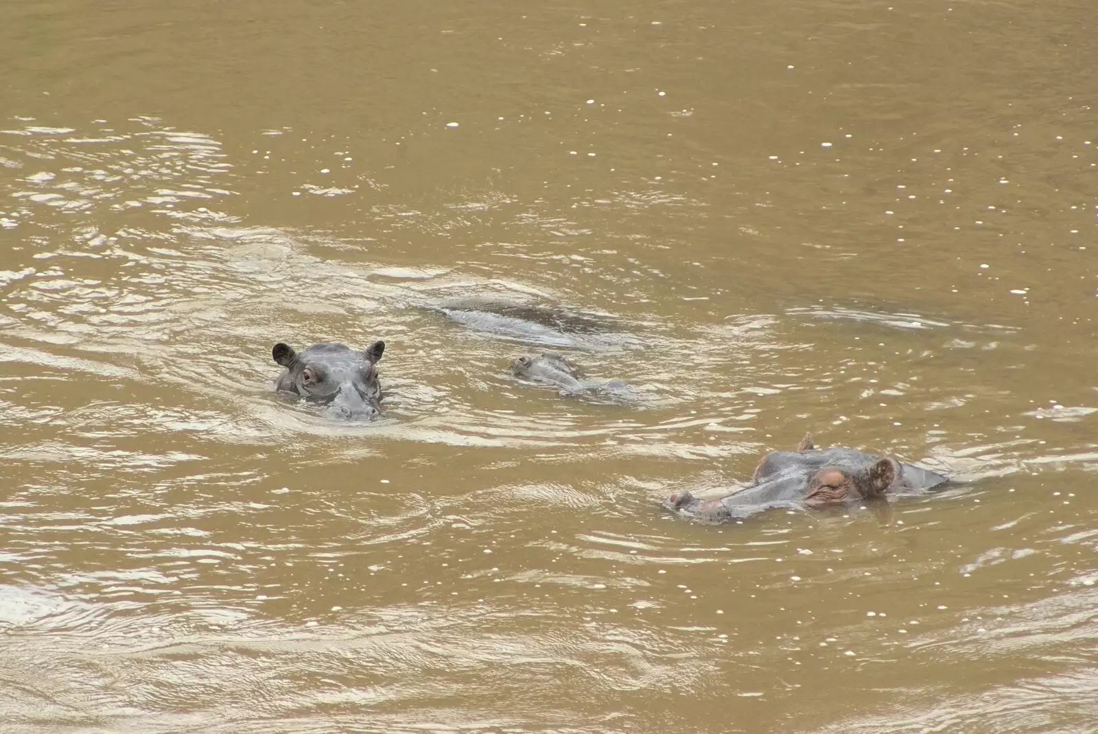 Hippos in the river, from Maasai Mara Safari and a Maasai Village, Ololaimutia, Kenya - 5th November 2010