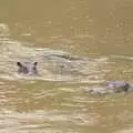 Hippos in the river, Maasai Mara Safari and a Maasai Village, Ololaimutia, Kenya - 5th November 2010