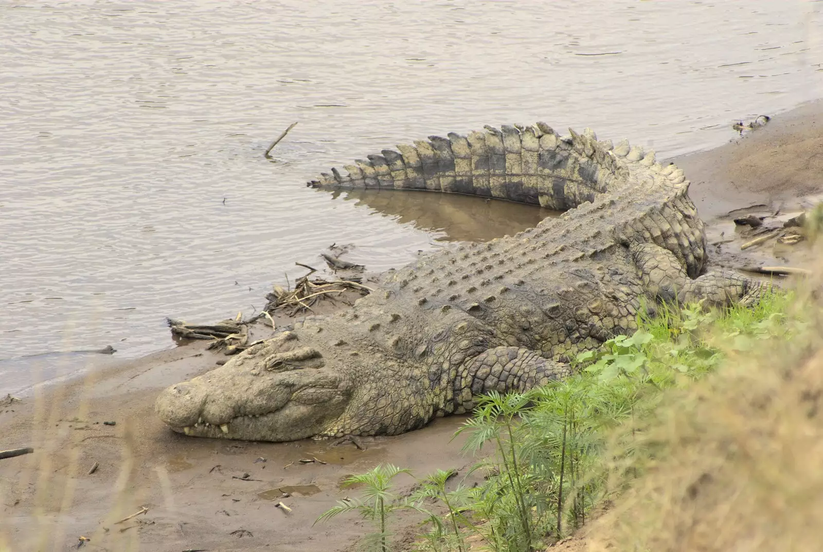 A crocodile suns itself, from Maasai Mara Safari and a Maasai Village, Ololaimutia, Kenya - 5th November 2010