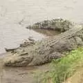 A crocodile suns itself, Maasai Mara Safari and a Maasai Village, Ololaimutia, Kenya - 5th November 2010